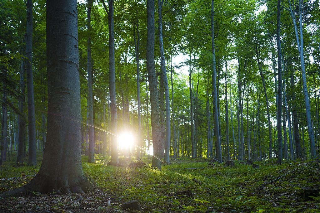 Poloniny Bukový prales FOTO: Jano Štovka